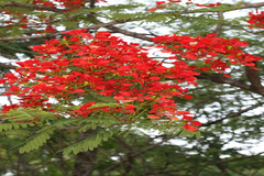 Delonix regia